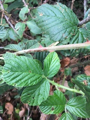 Rubus pascuus