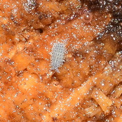 Morulodes