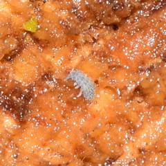 Morulodes