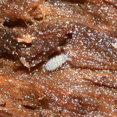 Morulodes