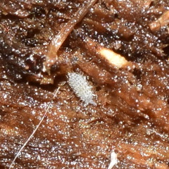 Morulodes