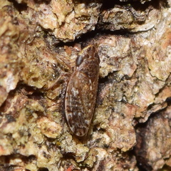 Aphrodini
