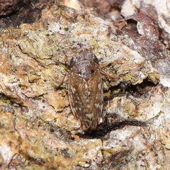 Aphrodini