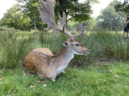 European Fallow Deer