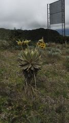 Espeletia barclayana