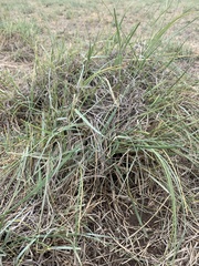 Bouteloua dactyloides