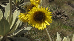Espeletia barclayana