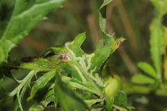 Phytomyza syngenesiae group