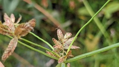 Cyperus diandrus