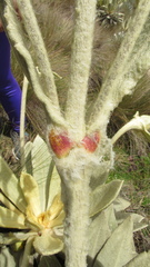 Espeletia barclayana