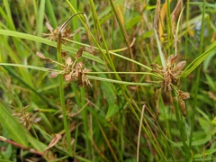 Cyperus diandrus