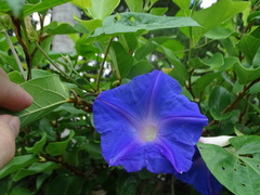 Ipomoea indica