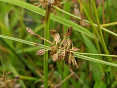 Cyperus diandrus