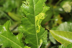 Phytomyza syngenesiae group