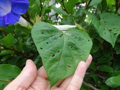 Ipomoea indica