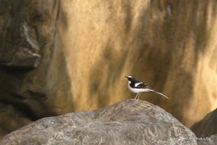 Enicurus immaculatus