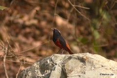 Phoenicurus leucocephalus