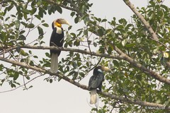 Rhyticeros undulatus