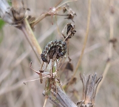 Helicoverpa armigera