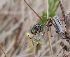 Helicoverpa armigera