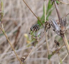 Helicoverpa armigera