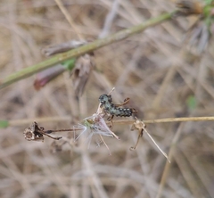 Helicoverpa armigera