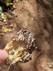 Ramaria violaceibrunnea