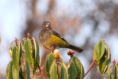 Mycerobas carnipes