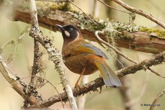 Trochalopteron affine