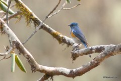Tarsiger rufilatus