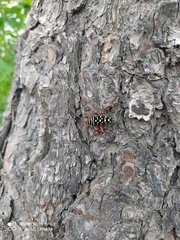 Placosternus erythropus