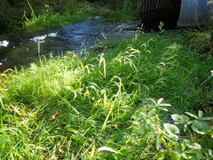 Torreyochloa pallida