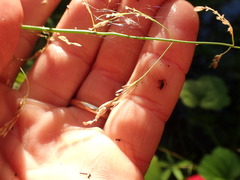 Torreyochloa pallida