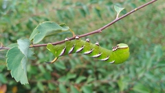Sphinx ligustri