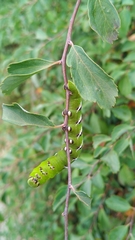 Sphinx ligustri