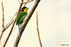 Psarisomus dalhousiae