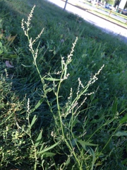 Atriplex intracontinentalis
