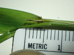 Torreyochloa pallida