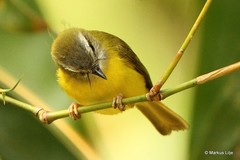 Abroscopus superciliaris