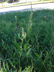 Atriplex intracontinentalis