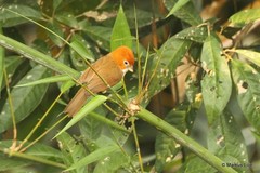 Chleuasicus atrosuperciliaris