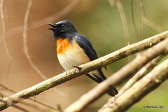 Cyornis rubeculoides