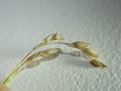 Torreyochloa pallida