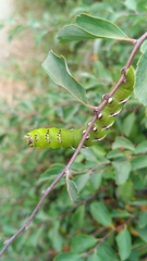 Sphinx ligustri
