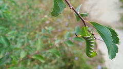 Sphinx ligustri