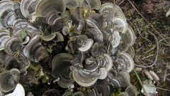 Arrhenieae