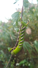 Sphinx ligustri