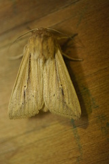 Leucania phragmitidicola