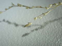 Torreyochloa pallida