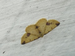 Periclina apricaria